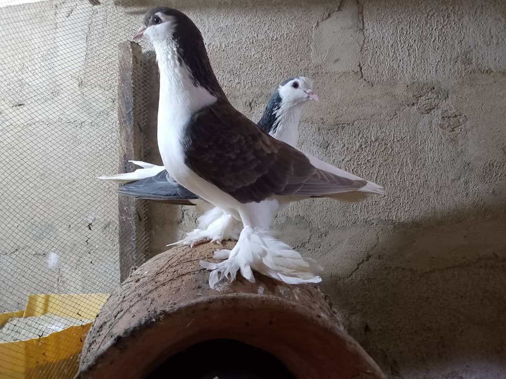 Lahore pigeon