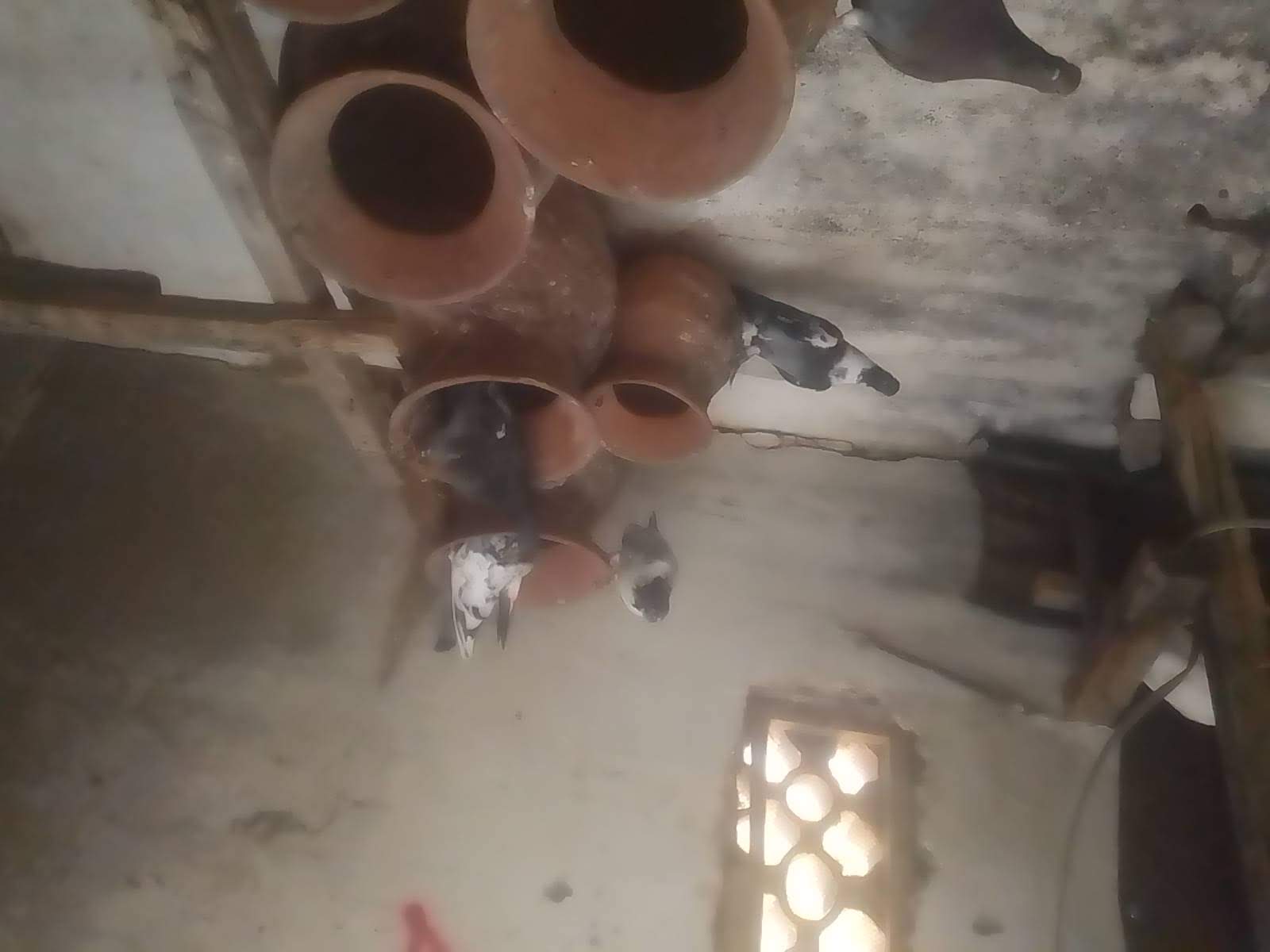 Local pigeon 
