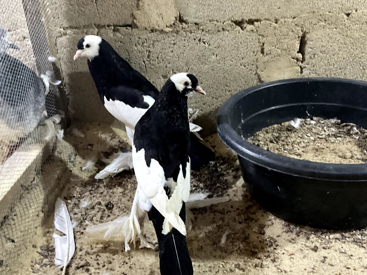 Cropper Pigeon