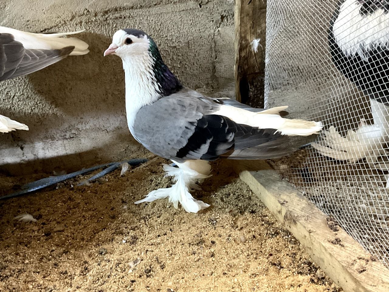Lahore pigeon