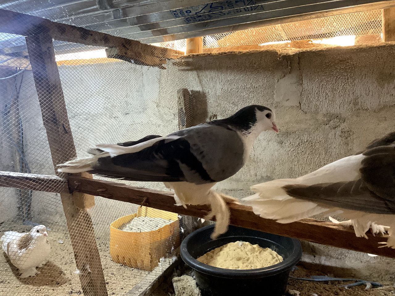 Lahore pigeon