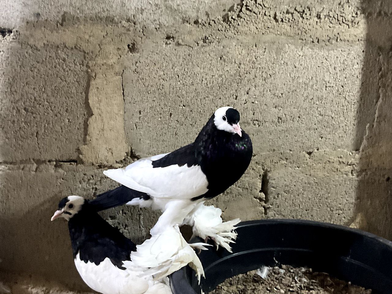 Cropper Pigeon
