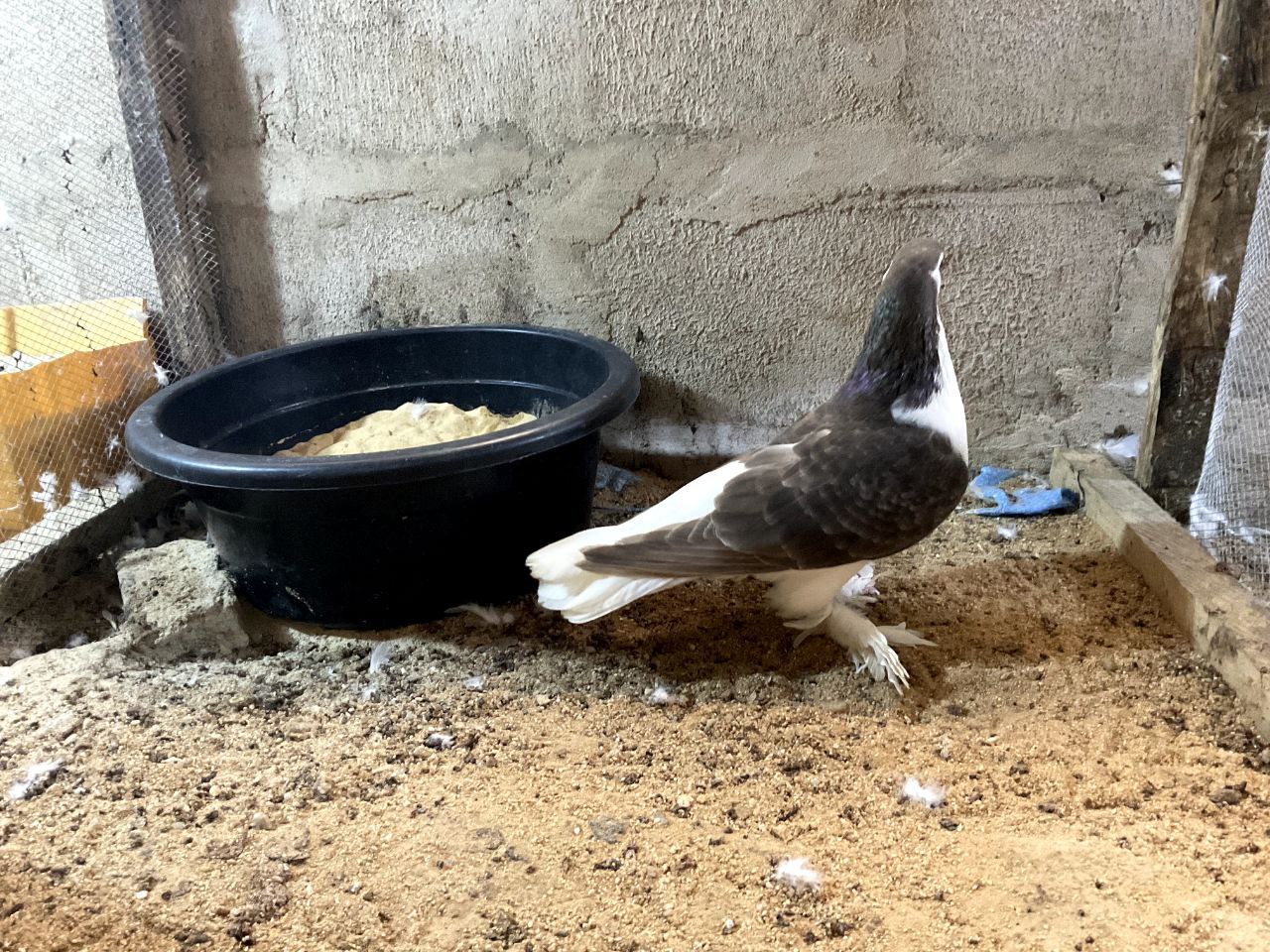 Lahore pigeon
